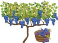 Harvest time. Grape vine plant with ripe bunches of grapes, green leaves and basket of grapes